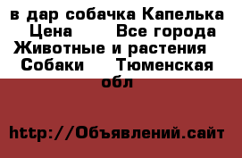 в дар собачка Капелька › Цена ­ 1 - Все города Животные и растения » Собаки   . Тюменская обл.